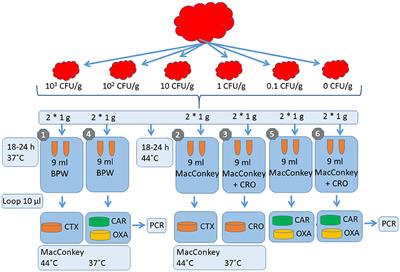 Evaluation and validation of laboratory procedures for the surveillance of ESBL-, AmpC-, and carbapenemase-producing Escherichia coli from fresh meat and caecal samples